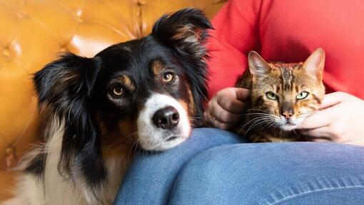 Are Dogs Smarter than Cats?