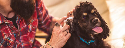 Owner cleaning his dog's ear