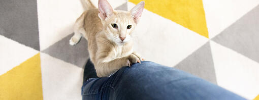 Cat clawing at owners leg