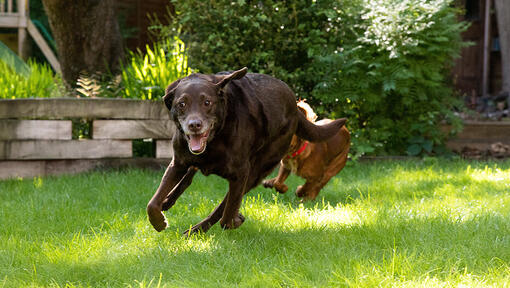 Senior dog playing with another dog in the garden 