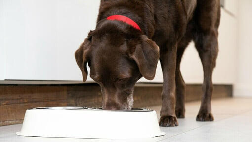 senior dog eating from a bowl