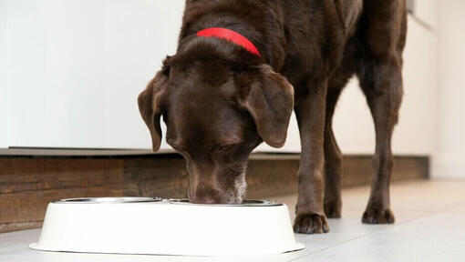 Senior dog eating from a bowl 