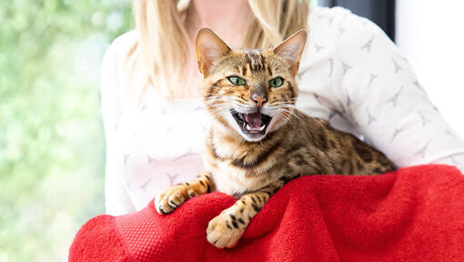 Cat meowing on red towel
