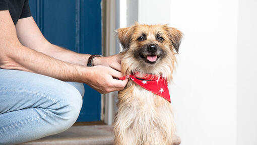 Dog wearing bandana around neck