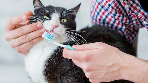 Cat with toothbrush