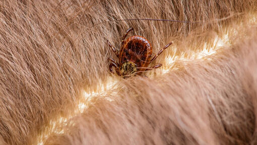 close up of a tick in hair