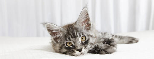 small kitten lying on a white bed