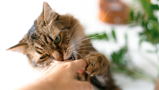 Cat biting owners hand.