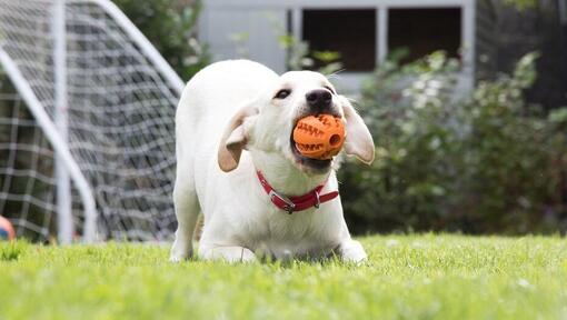 what does it mean when a dog digs