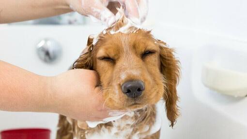 dog bathing tips and tricks