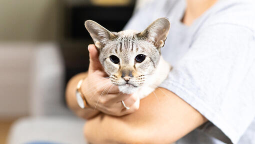 Person stroking cat under the chin