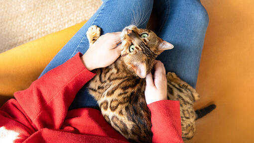 Cat sitting on woman with red jumper