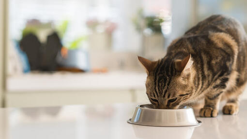 Cat eating from bowl.