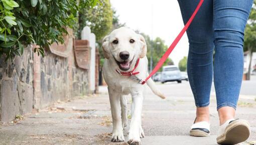 Puppy walking next to owner on a lead