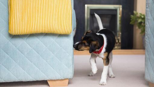 puppy sniffing the corner of a sofa