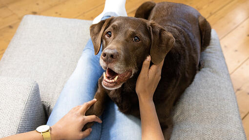 Dog laying on sofa with owner