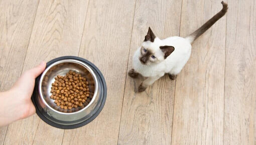 is it bad if cats eat dog food