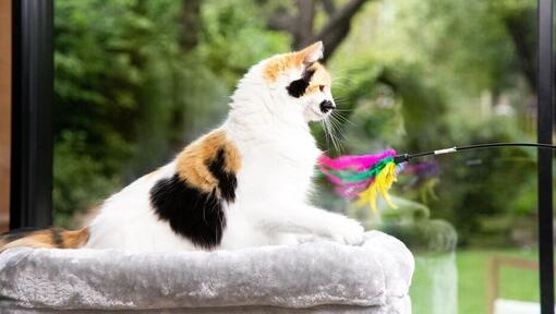 Best Interactive Cat Toys :8 Ways to Engage Your Feline's Body and Mind