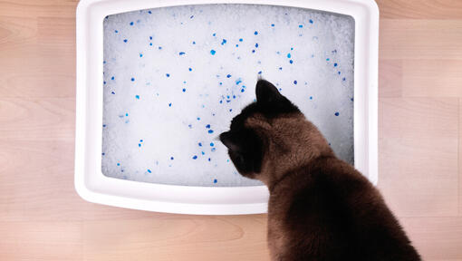 Cat sniffing a litter box