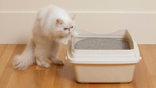 White cat stepping into a cat litter