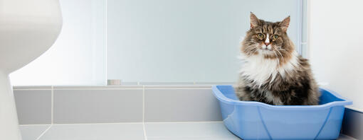 Cat sitting in a litter box