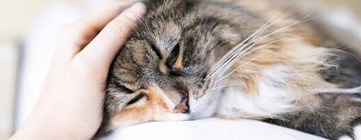 owner petting a tired cat