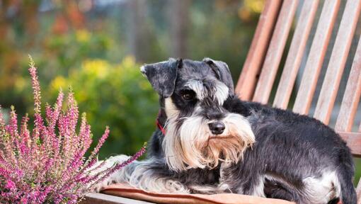 Miniature Schnauzer lying on a chair in a garden