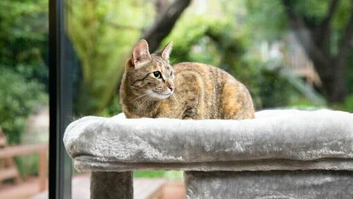 cat won't eat wet food with medicine