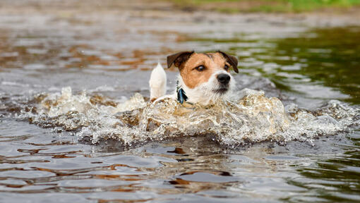 Jack russell swimming in water