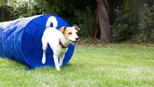 dog running through agility tunnel