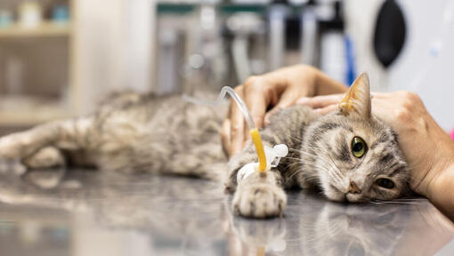 cat lying on a vet table with a catheter