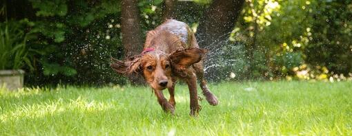 Wet brown dog with red collar running on grass
