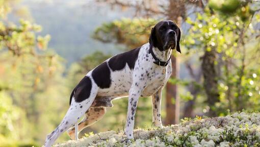 Pointer standing and looking forward