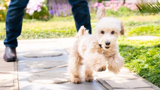 Miniature Poodle Dog Breed Information | Purina UK