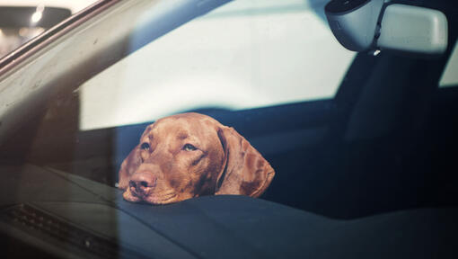 Vizsla resting head on dashboard