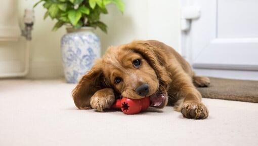 Brown puppy chewing a red toy