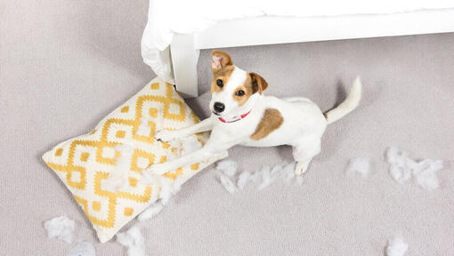 Puppy ripping up yellow pillow