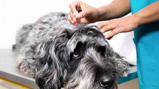 how long will a tick stay on a dog uk