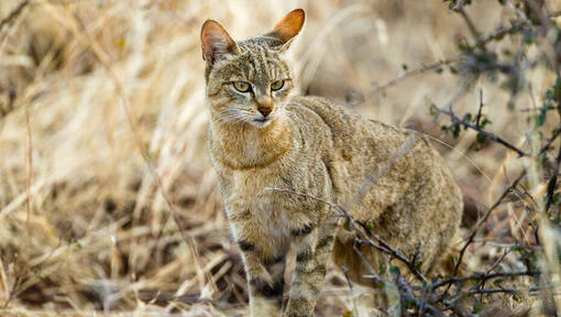 a wild cat in tall grass