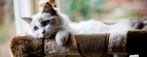 fluffy kitten with blue eyes lying in a bed