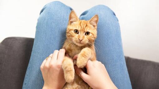 ginger cat sitting between owner's legs