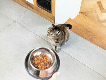 Cat with food in bowl