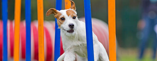 small dog running on an agility course