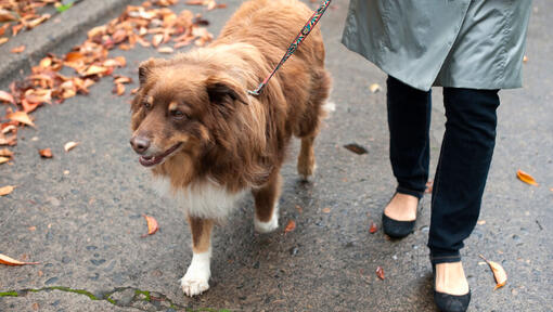 Dog walking on lead with owner