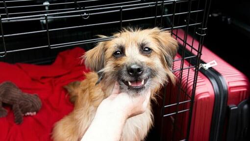 Dog in a crate with red suitcase in background