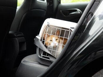 Cat in carrier in car