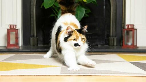 cat stretching in front of fire place