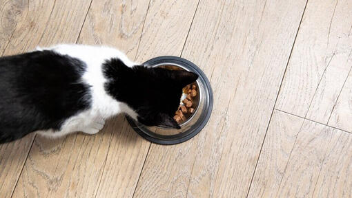 black and white cat eating from a bowl