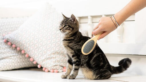 kitten being brushed by owner