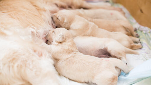 how often should puppies feed off mother